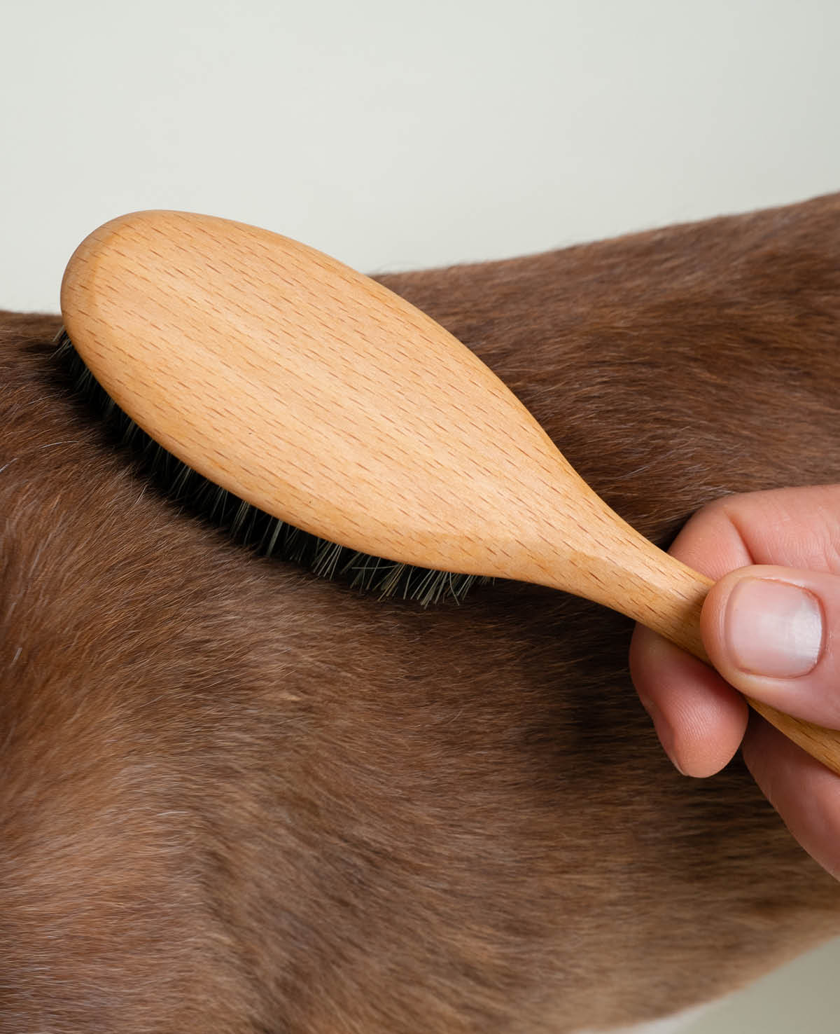 Korte vacht borstel en hond