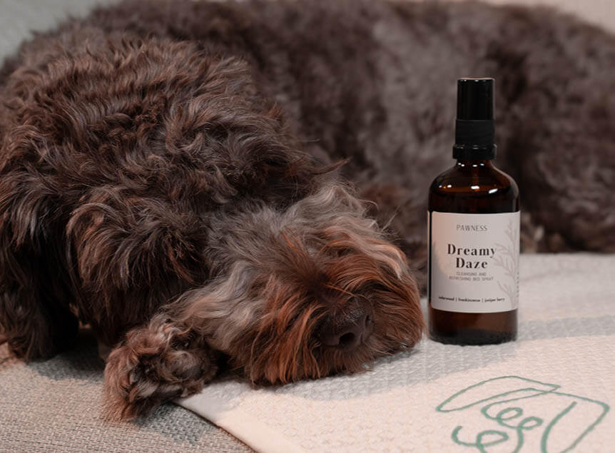 Hond slaapt bij Dreamy Daze spray