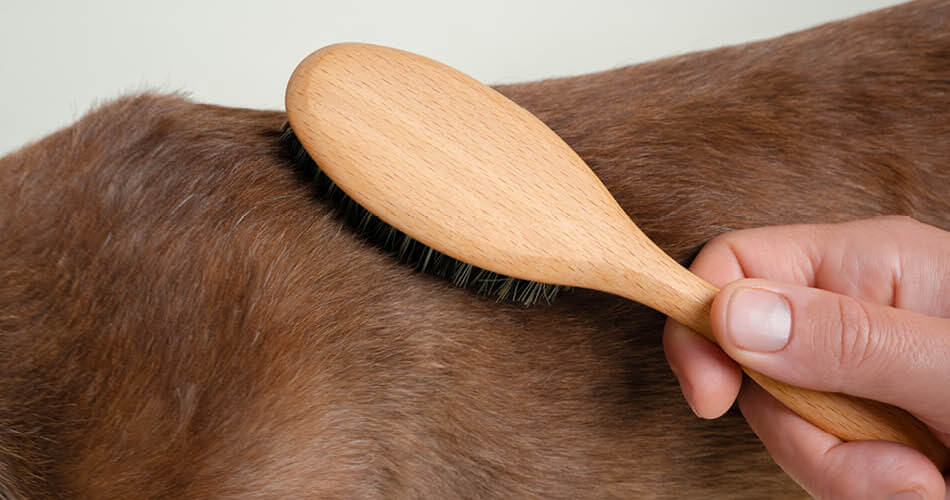 De vacht van de hond met de hand borstelen met een borstel