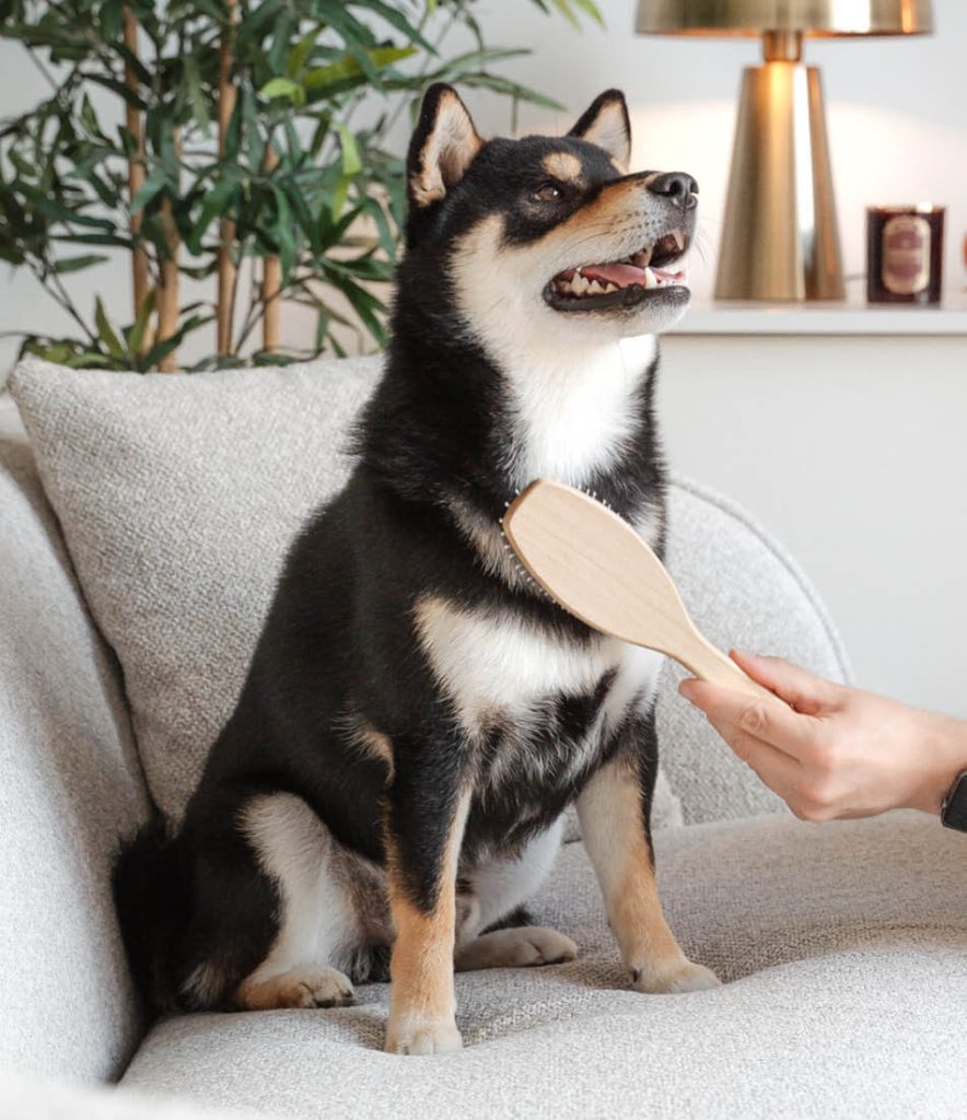 Een gelukkige hond wordt verzorgd op een bank