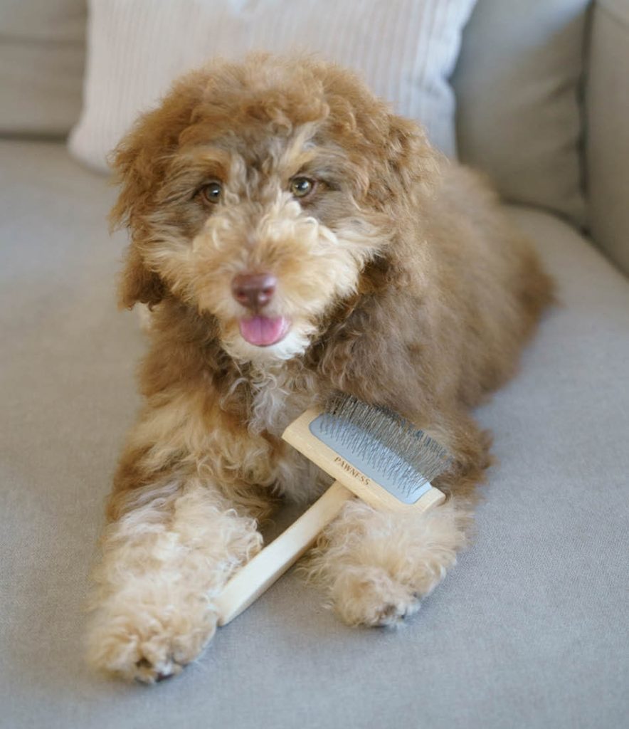 Een puppy met een houten borstel van Pawness