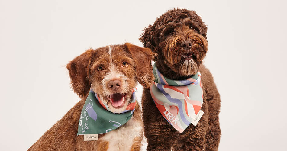Welke hond past bij mij