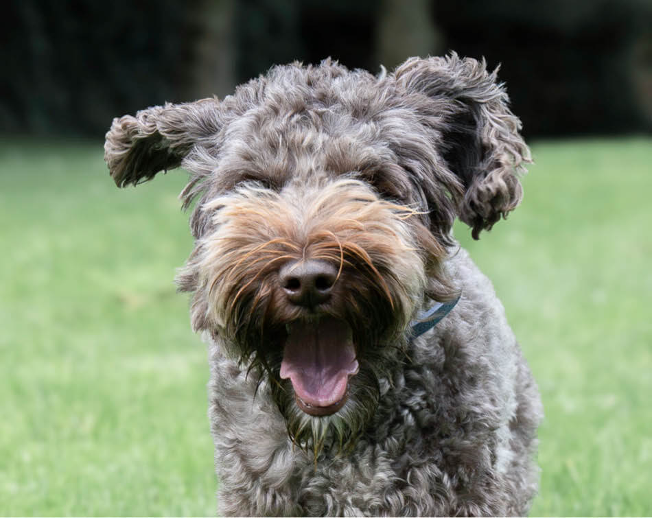 Hond rent