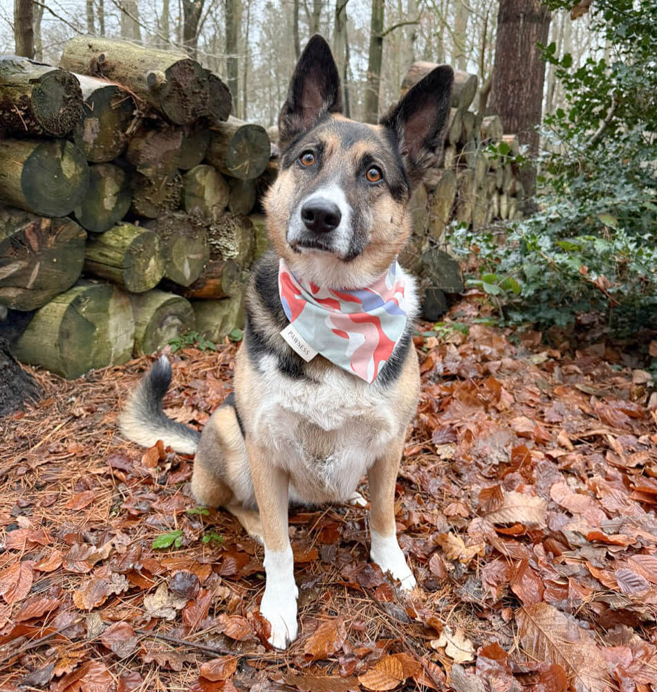 Hond in het bos