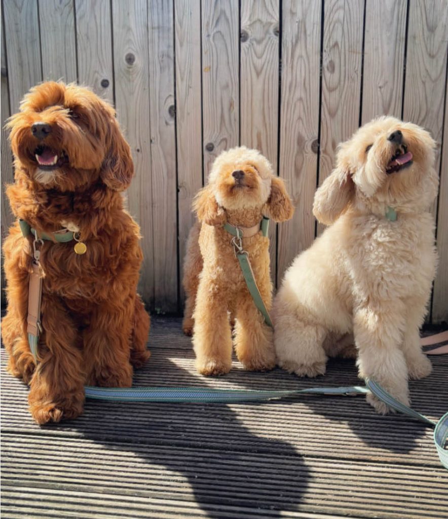 Groep honden