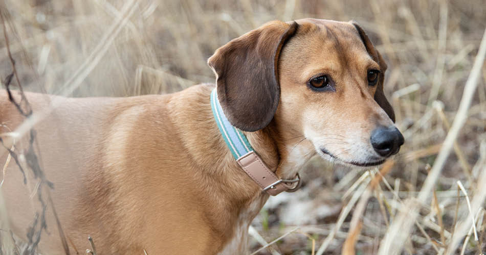 reizen hond of kat