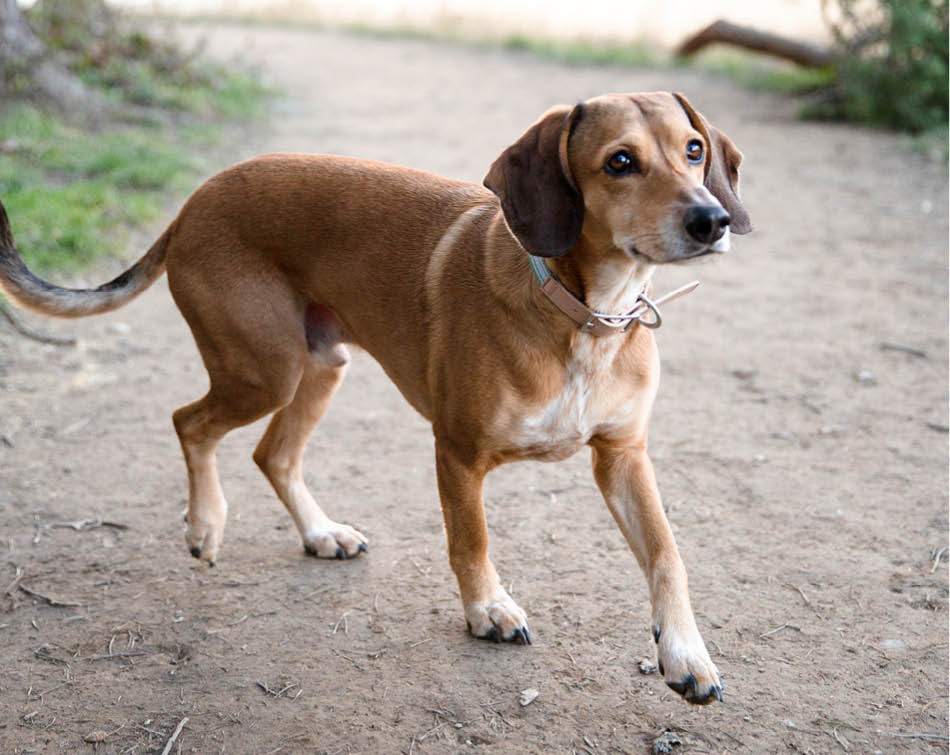 Blije hond hond jonger