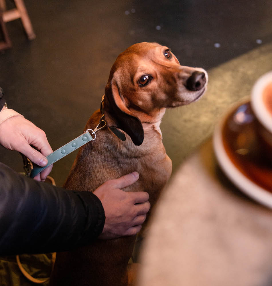 Hond in cafe verenigd koninkrijk