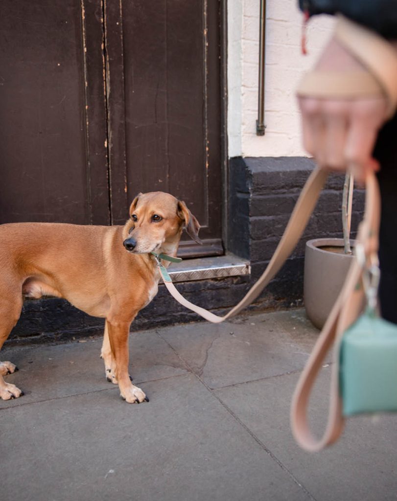 Reizen met hond in buitenland