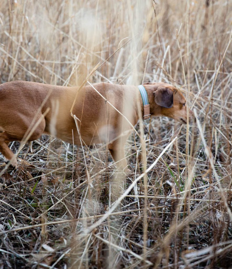 honden staan lastig rest belangrijke rol slaapgebrek