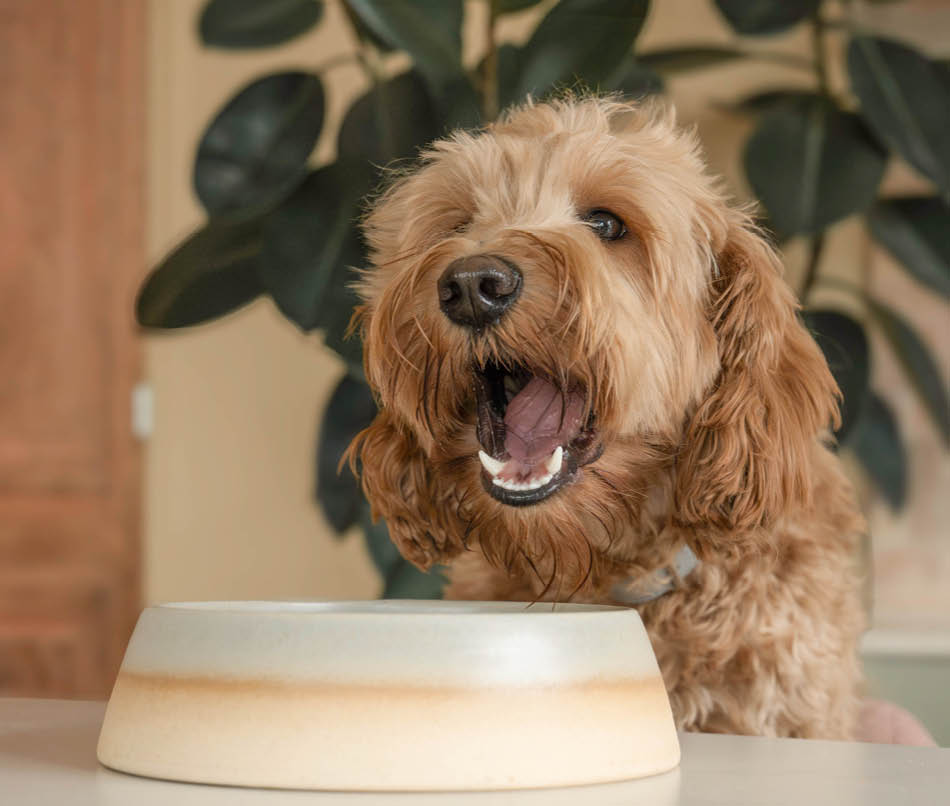 Hond die eet uit voerbak