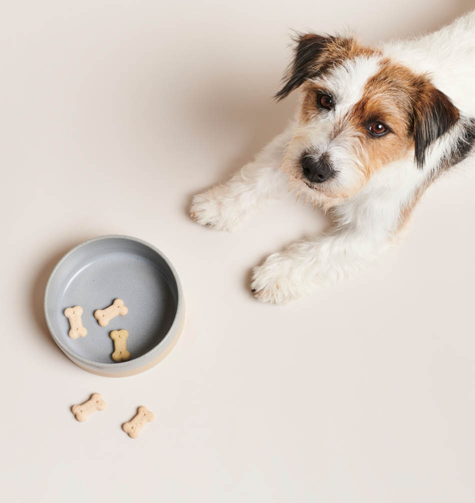 Hond met grijze voerbak