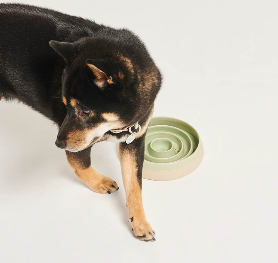 Hond bij anti-schrok voerbak