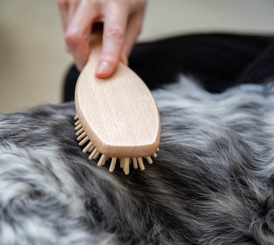Hondenverzorgingsroutine winter- De basis voor een gezonde viervoeter-borstelen