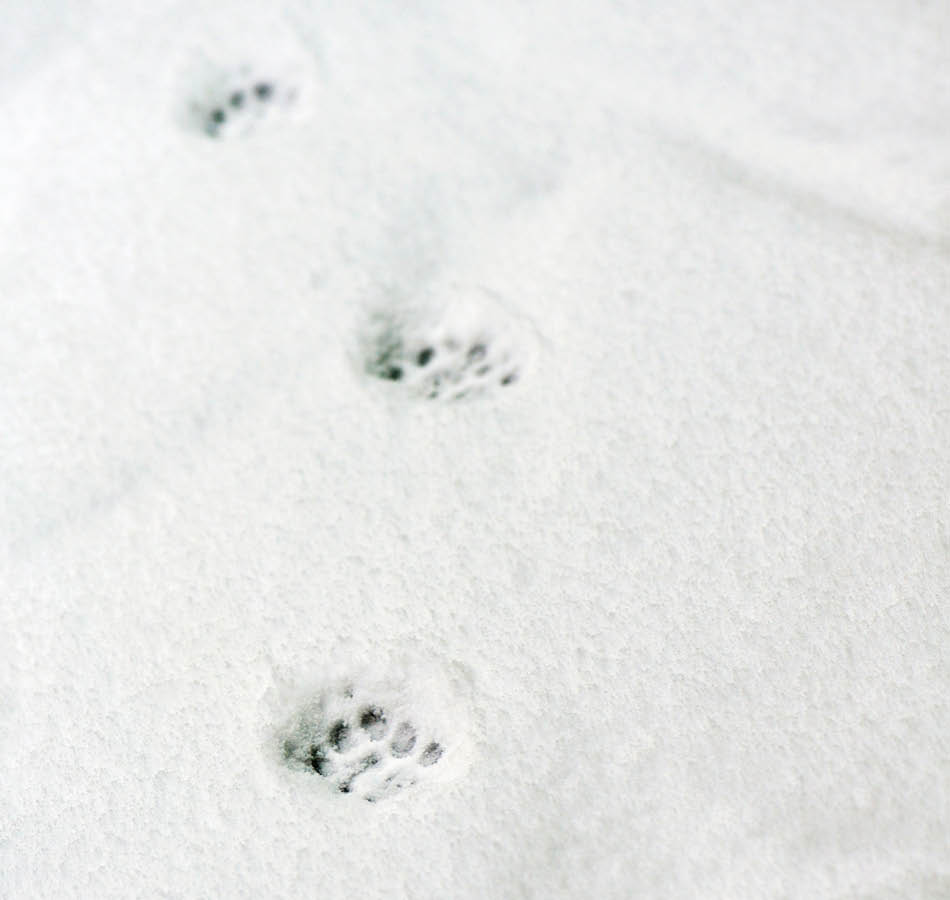 hondenpootjes in sneeuw