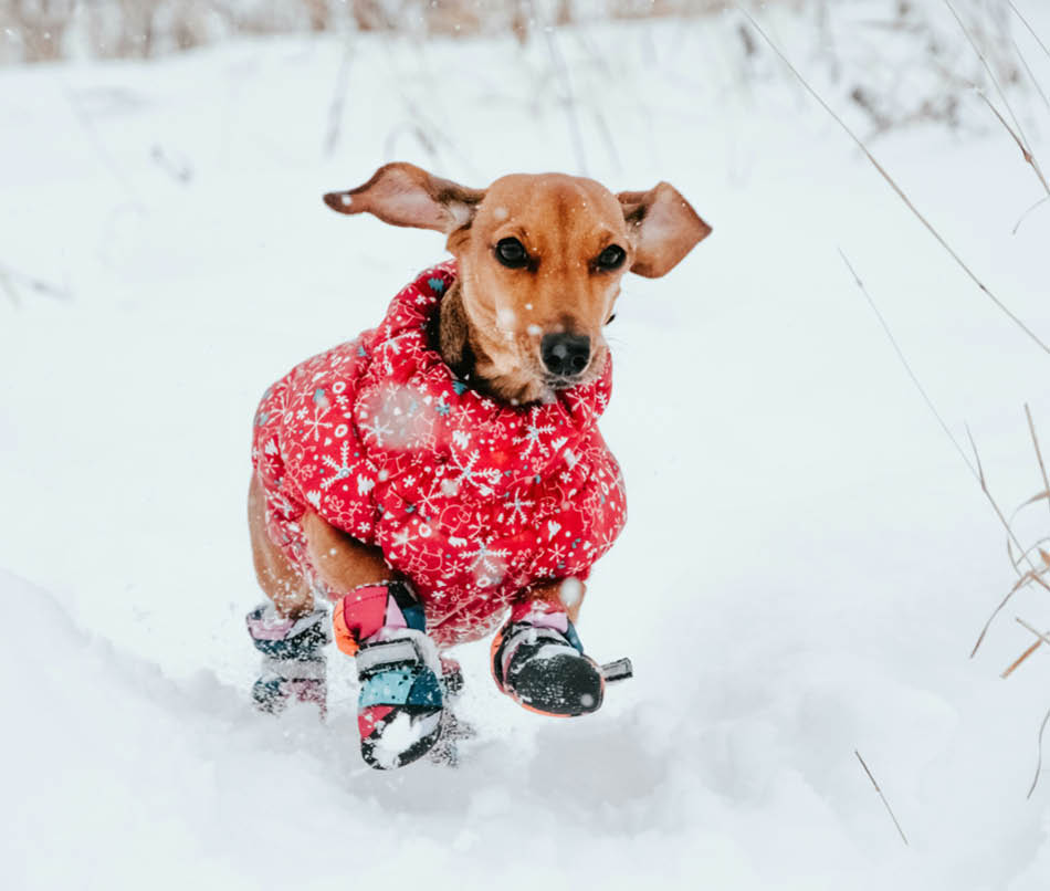 Hond rent in sneeuw