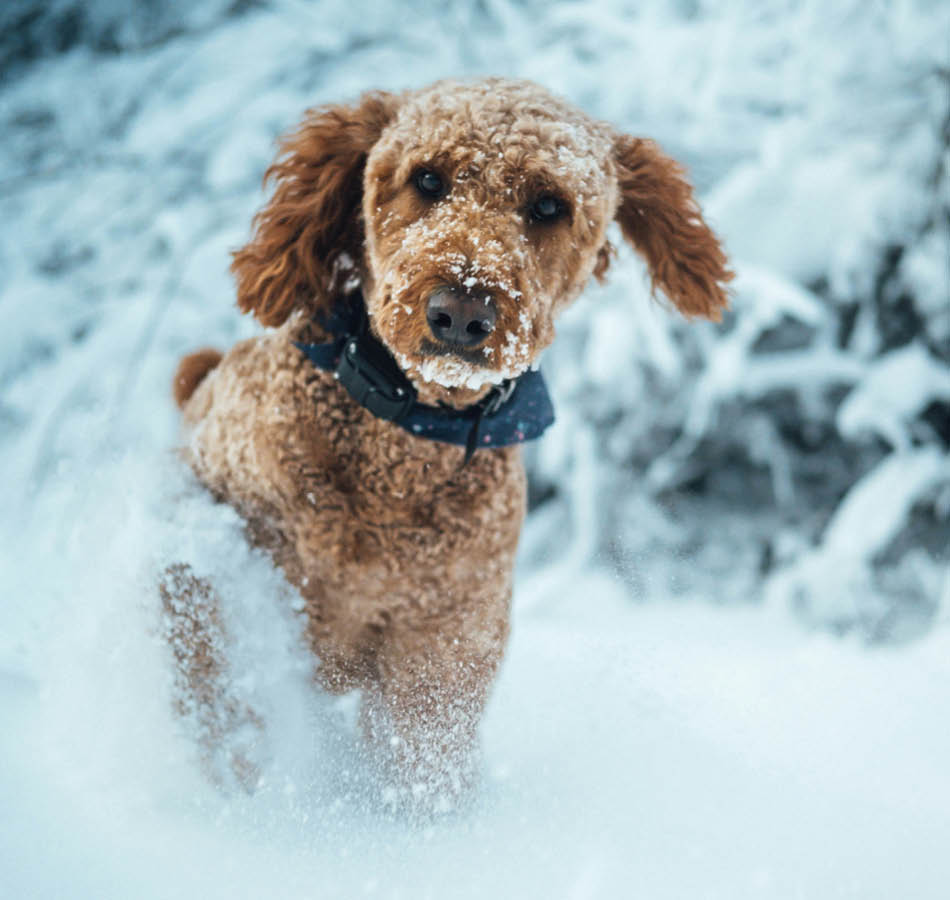 Hond in sneeuw