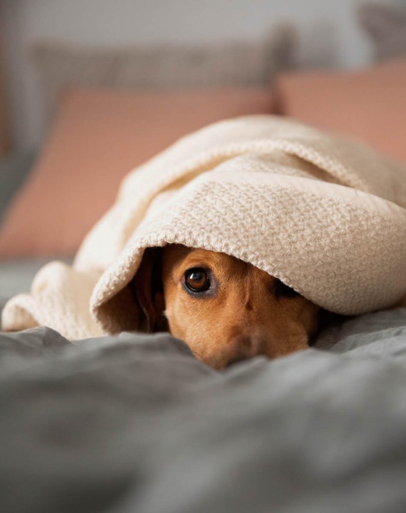 Hond onder deken