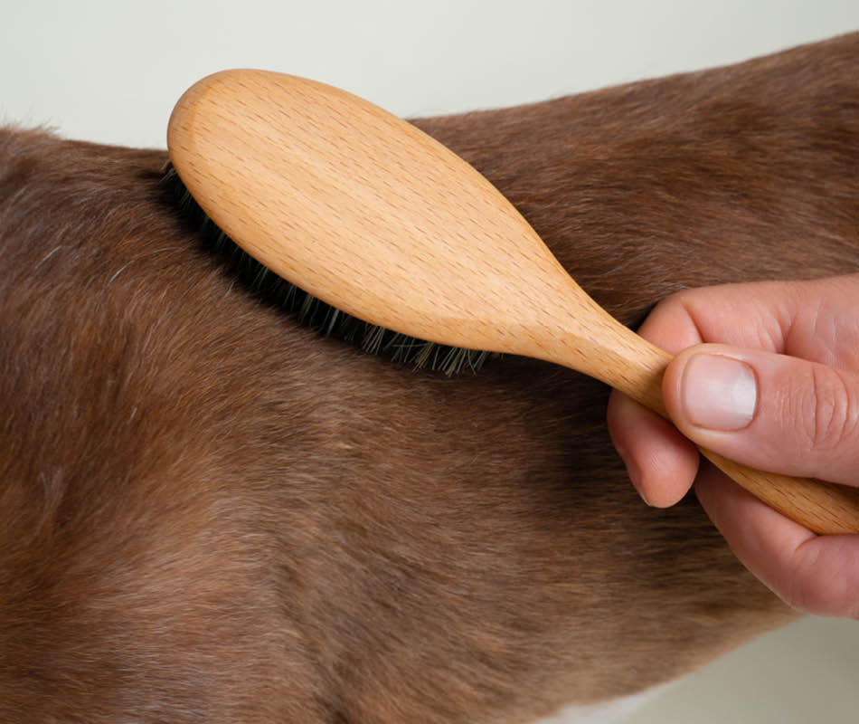 Korte vacht borstel en hond