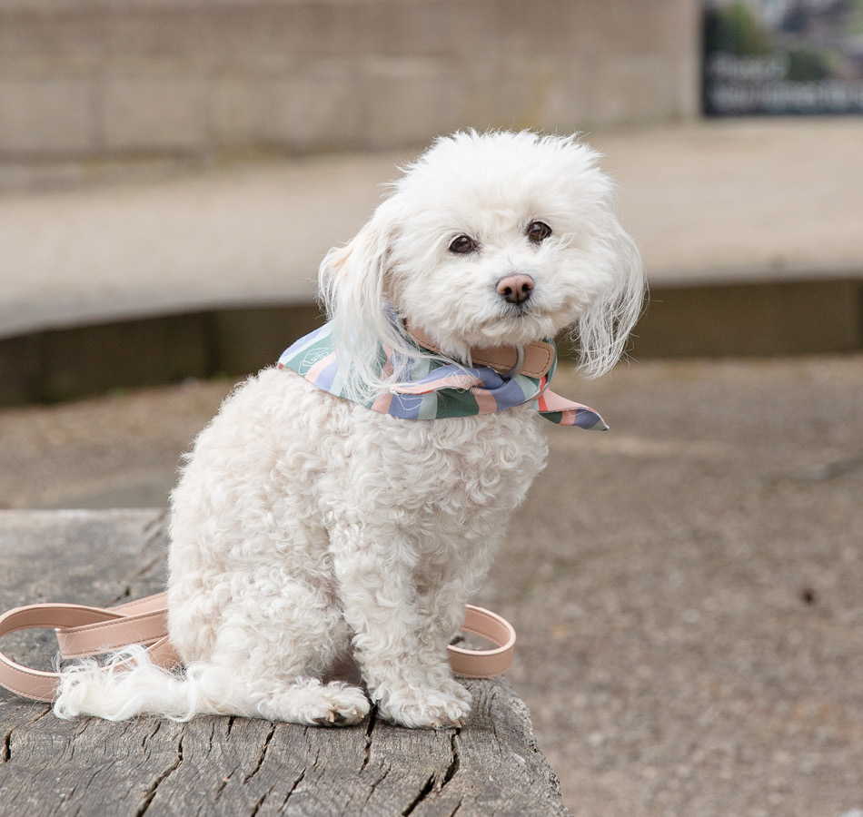 Honden met bandana op bankje