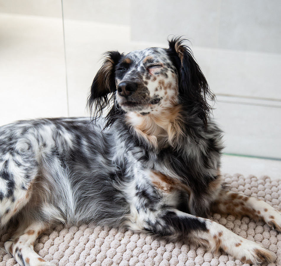 Hond liggend op badkamermat