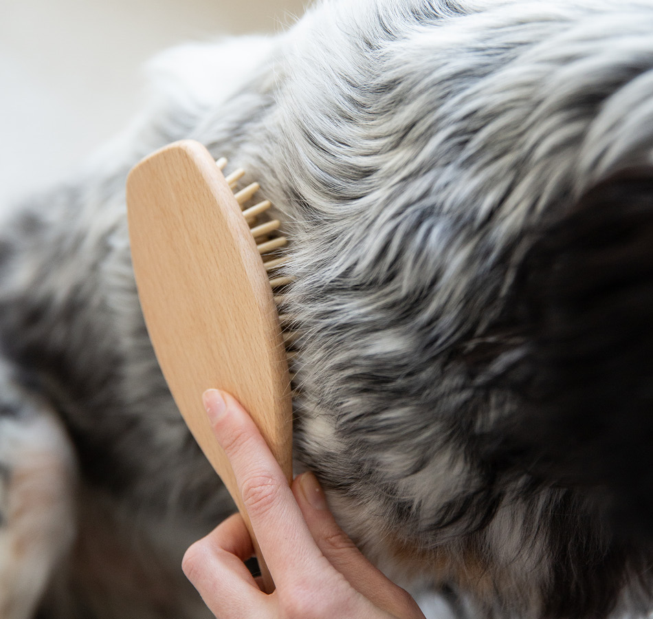 Hond borstelen