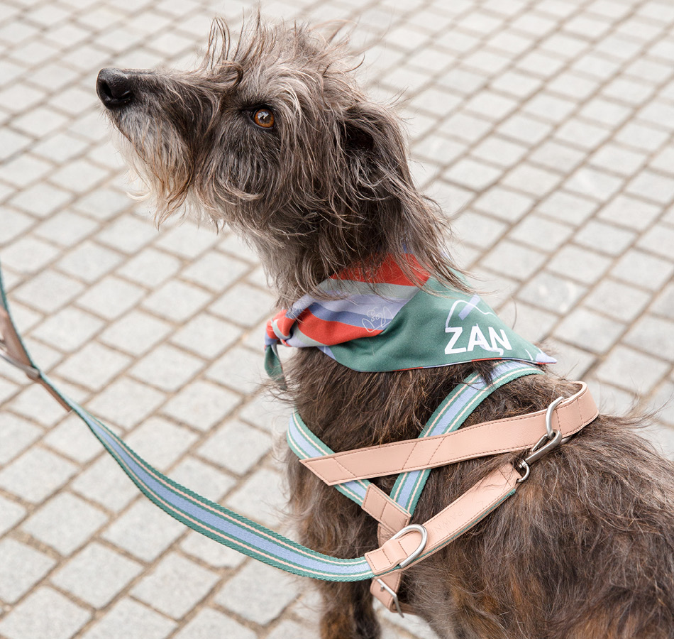 Hond met Tuigje trix