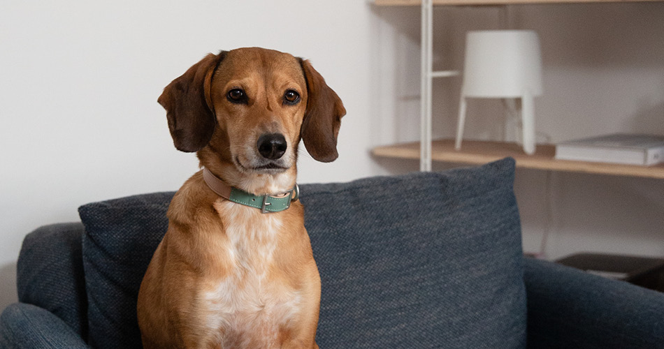 Welke hond is het meest geschikt voor een appartement of kleine woning