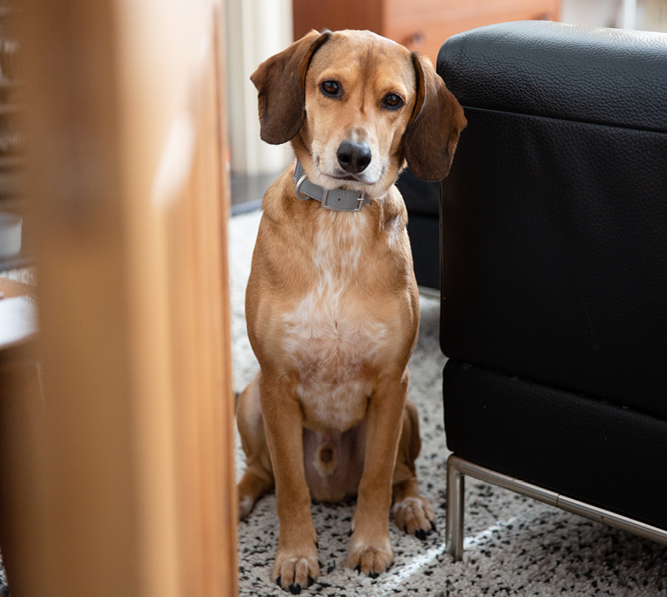 Hond in appartement