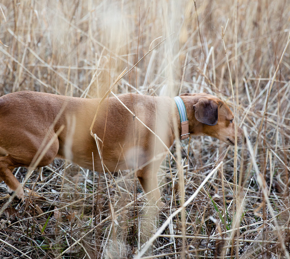 Hond buiten