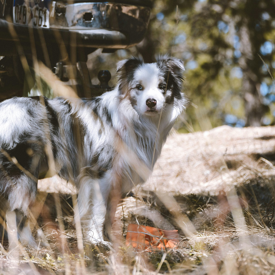 Hond op camping