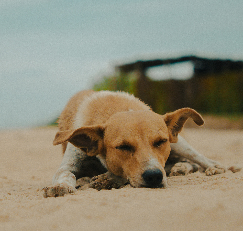 Hond op strand