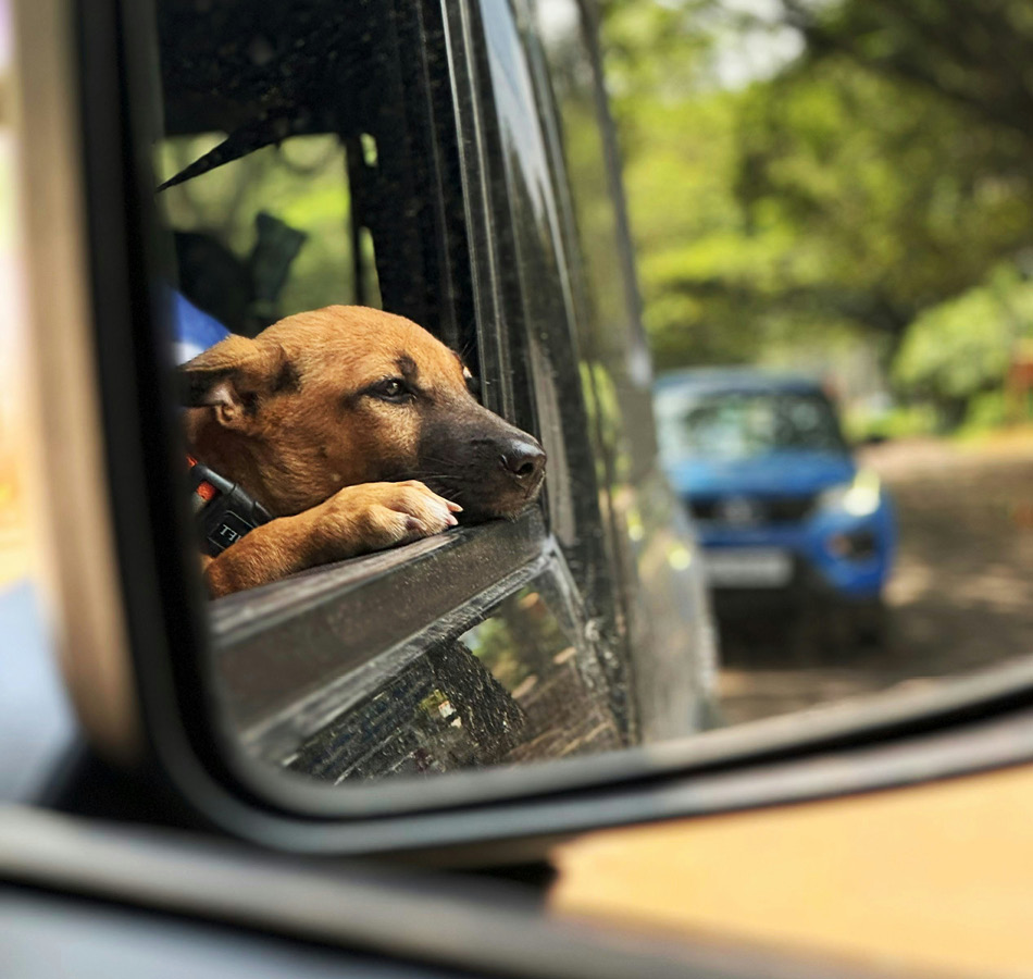 Hond in auto op vakantie