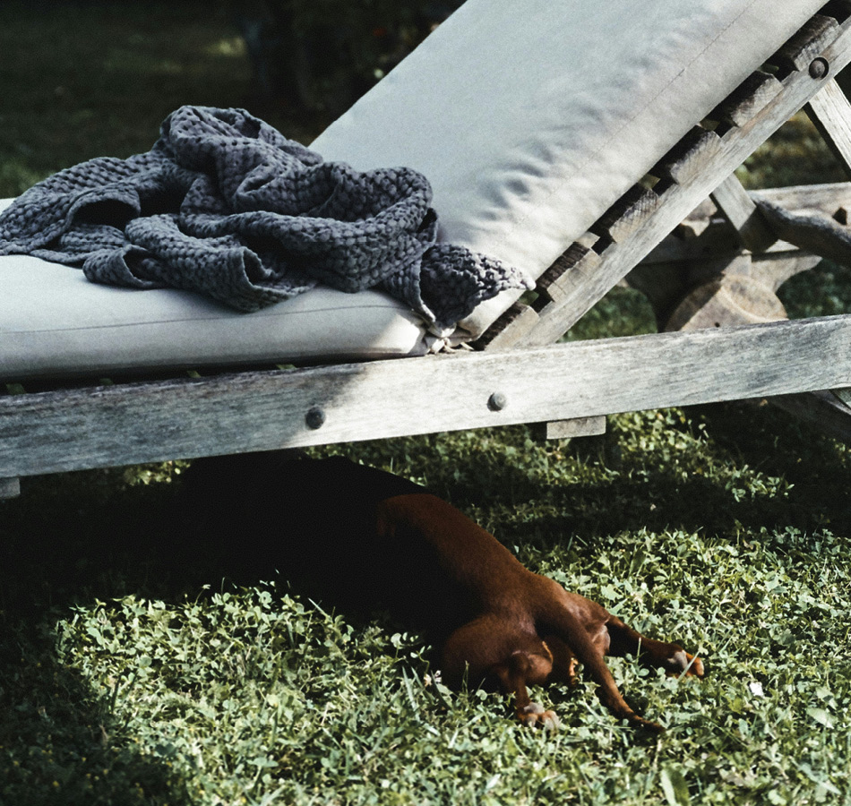 vakantie met Hond in schaduw