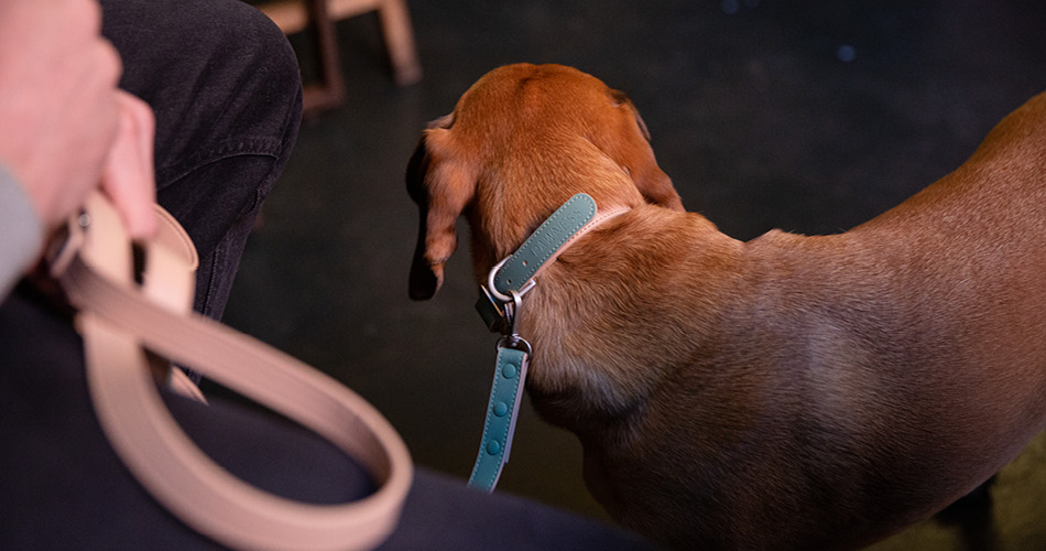 Reizen met je hond- waarom droogshampoo in je tas thuishoort