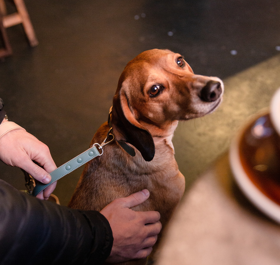 Hond in cafe droogshampoo hond wassen duurzaam geteelde suikerriet