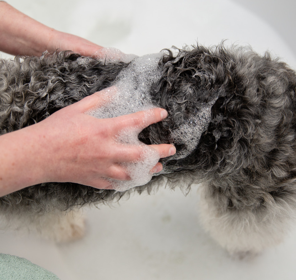 Hond inzepen