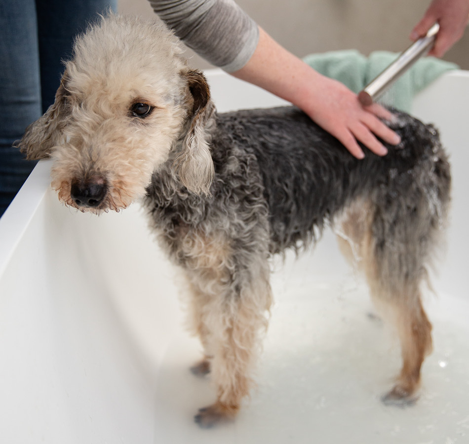 Vacht van hond uitspoelen